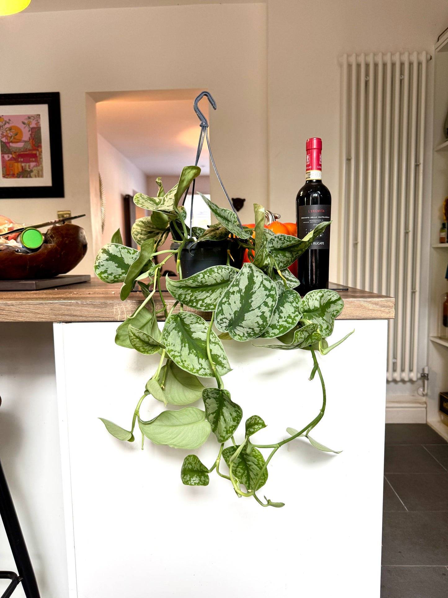 60cm Hanging Satin Pothos (Scindapsus pictus trebie)
