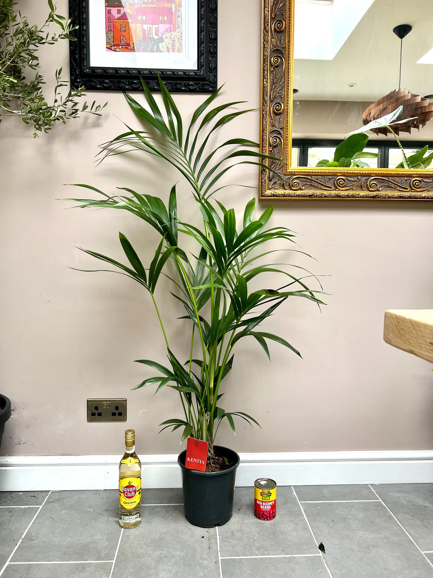 130cm Howea Forsteriana (Kentia Palm)