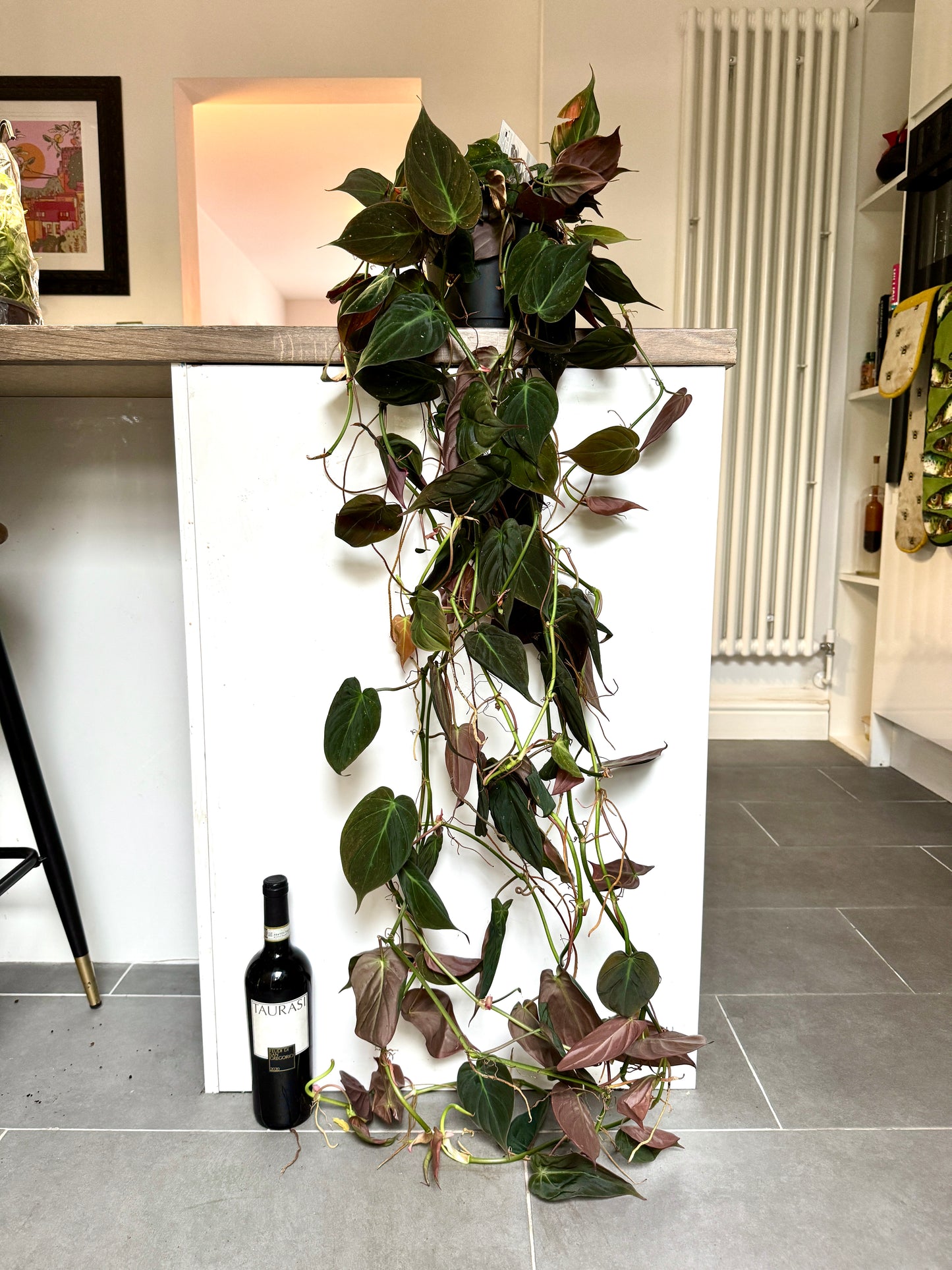 120cm Philodendron Micans