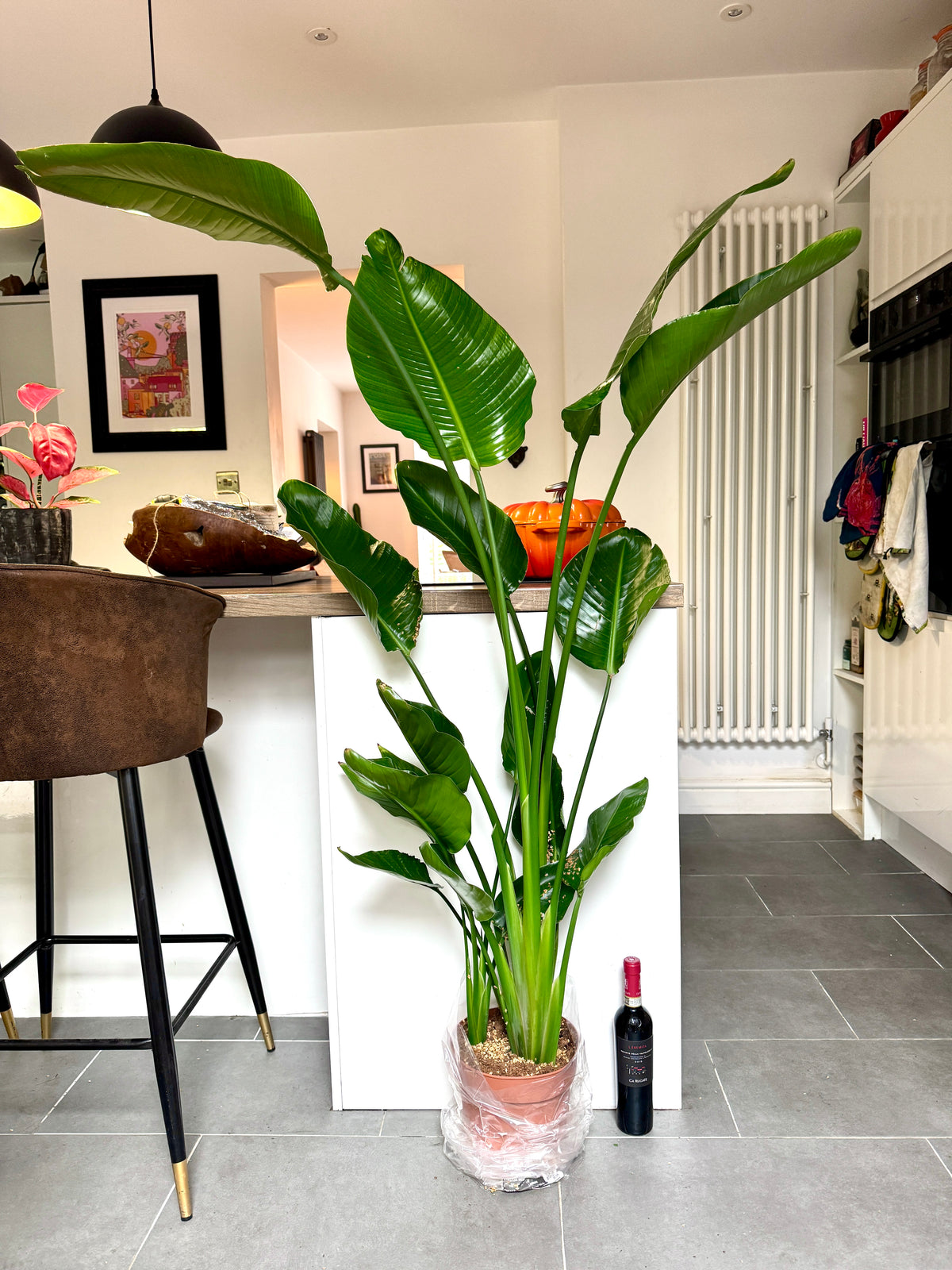 160cm Strelitzia Nicolai (Bird of Paradise)