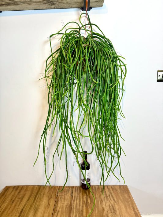 100cm Rhipsalis Wercklei (Moonlight Cactus)
