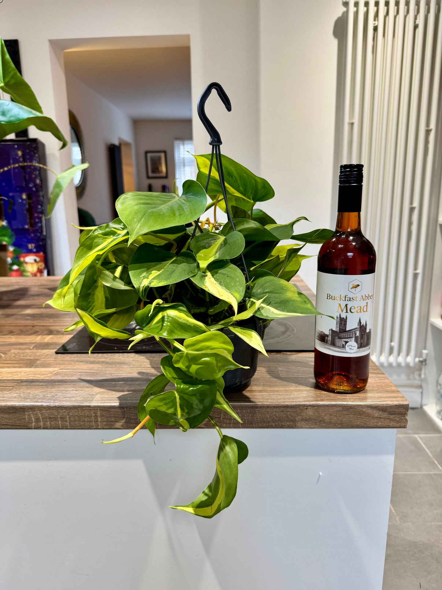 50cm Philodendron scandens brasil (Devils Ivy)