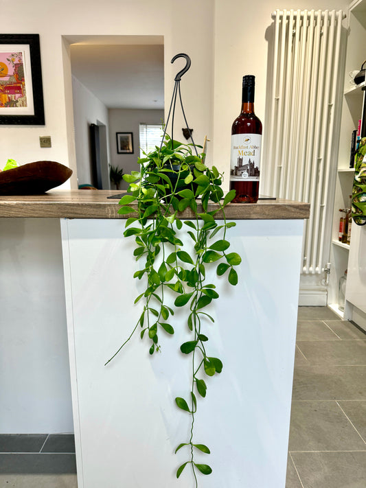 100cm Dischidia Oiantha