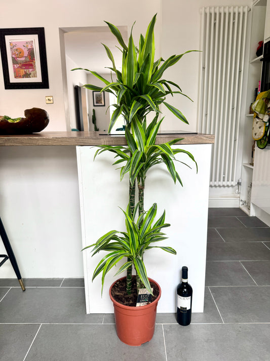 140cm Dracaena Lemon Lime (Dragon Tree)