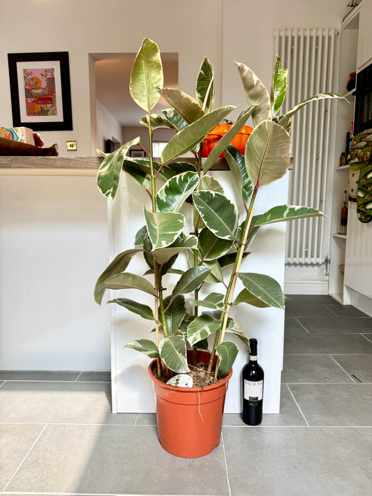 120cm Ficus Elastica Tineke