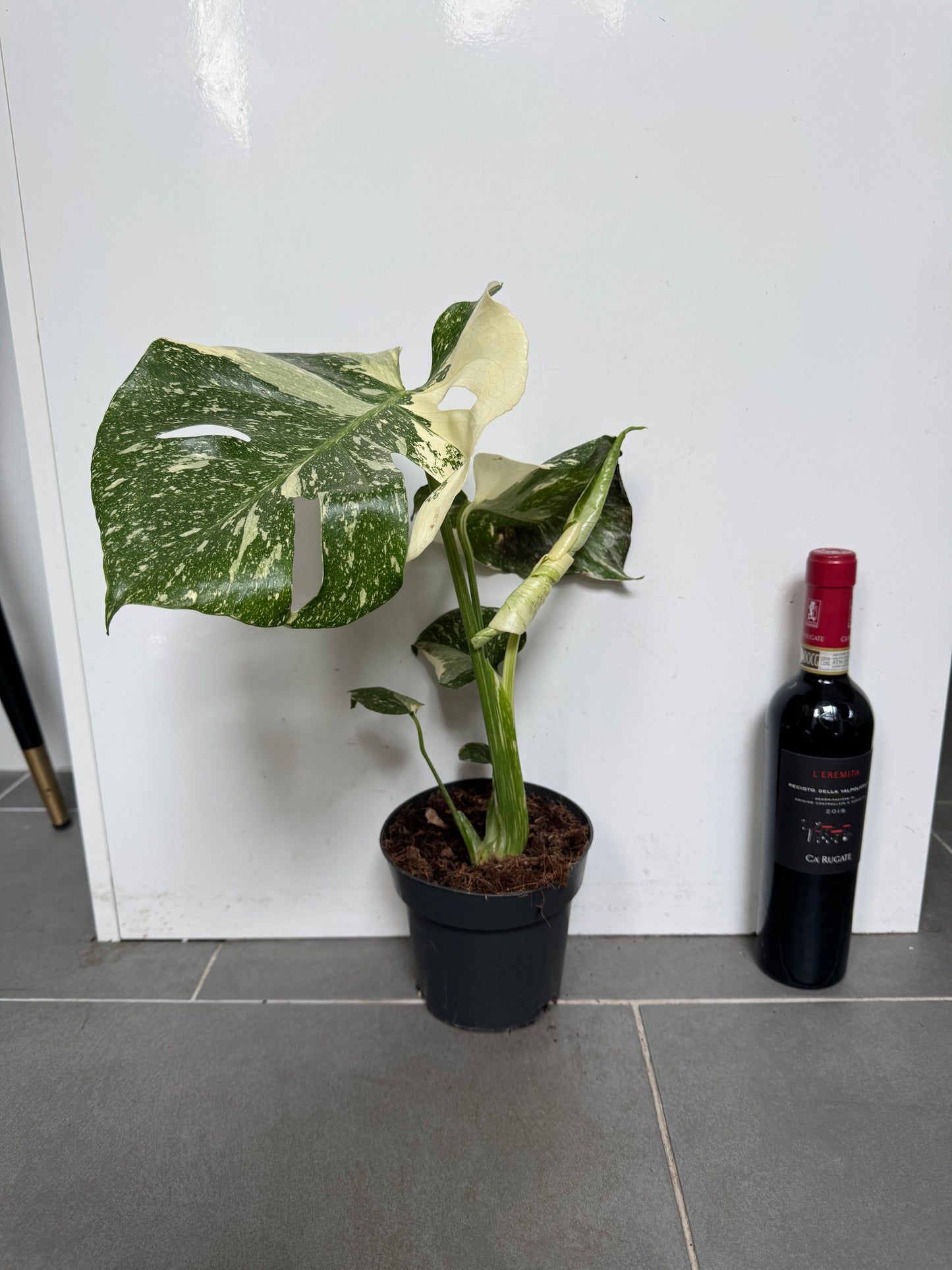 50cm Monstera Deliciosa Thai Constellation (Swiss Cheese Plant)