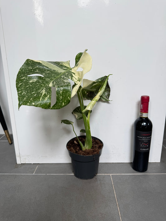50cm Monstera Deliciosa Thai Constellation (Swiss Cheese Plant)
