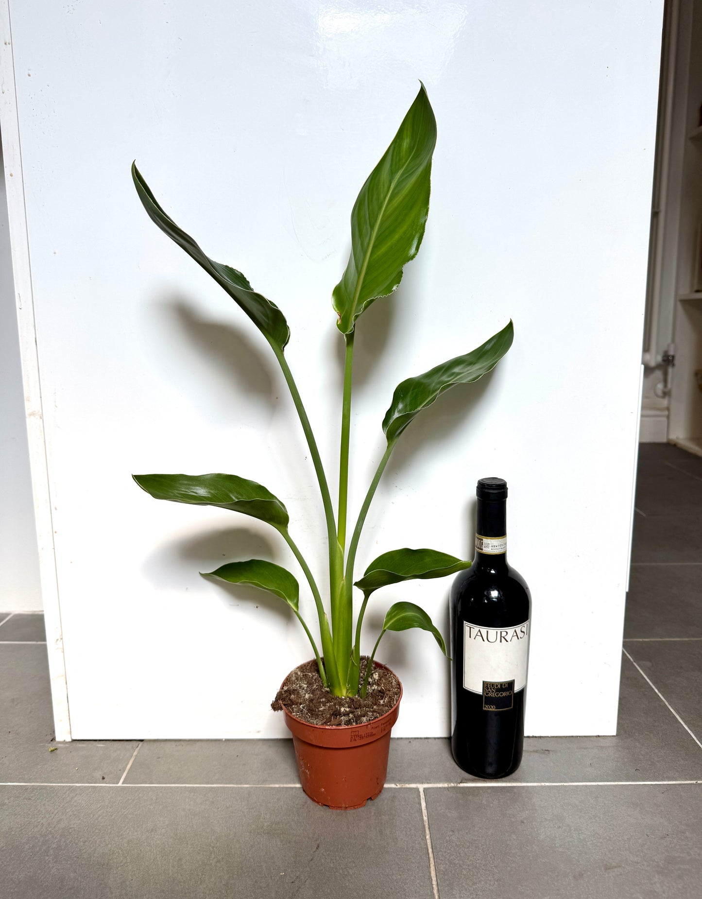60cm Strelitzia Reginae (Orange Flowering Bird of Paradise)