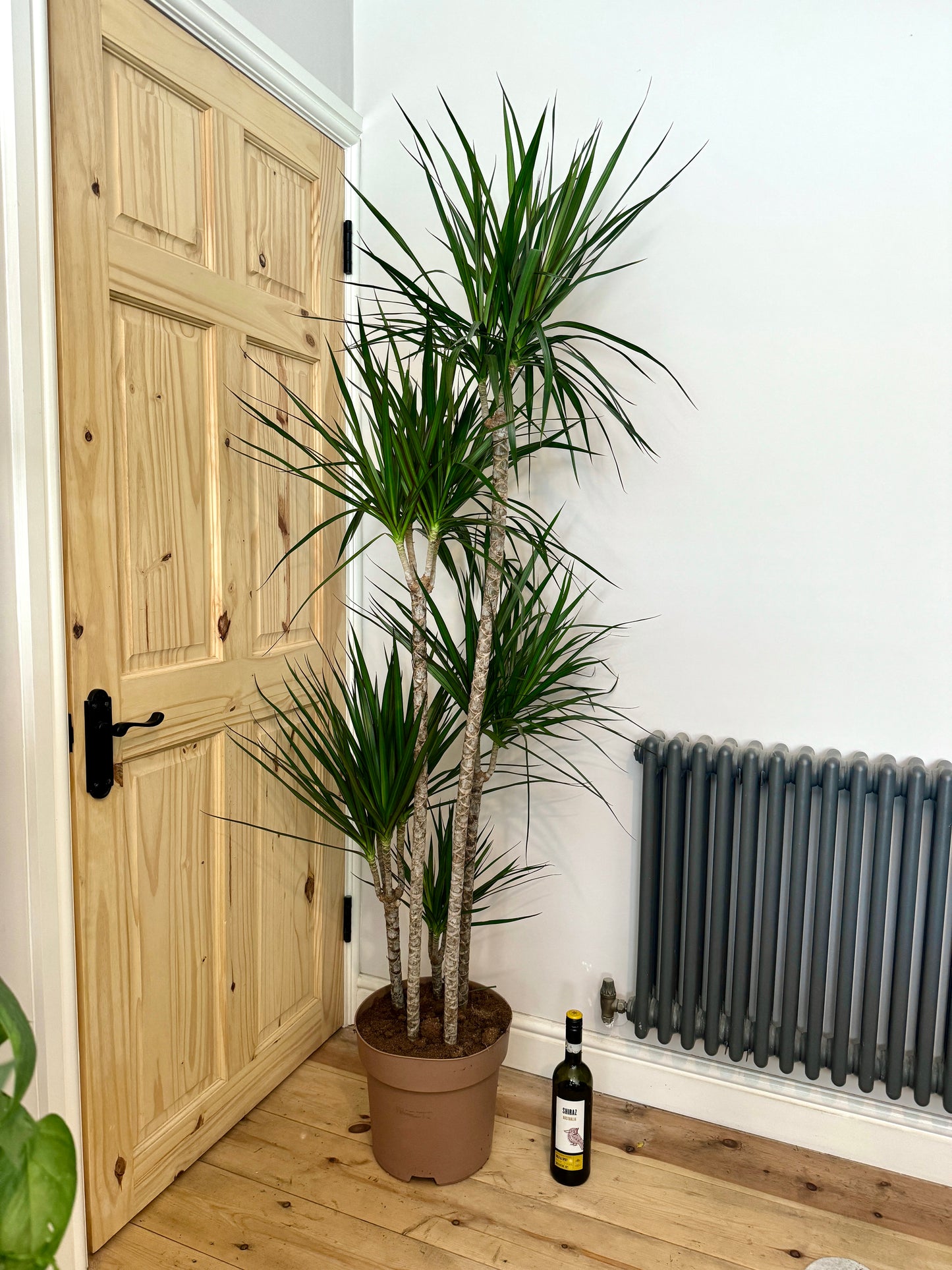 190cm 5 Stemmed Dracaena Marginata (Dragon Tree)