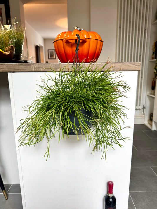 30cm Rhipsalis Easy Sweet