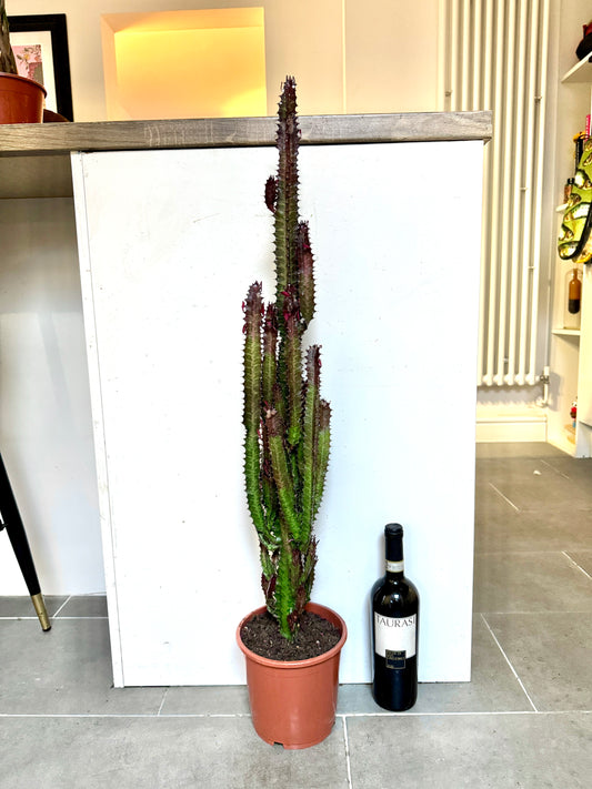 95cm Euphorbia Trigona Rubra Cactus