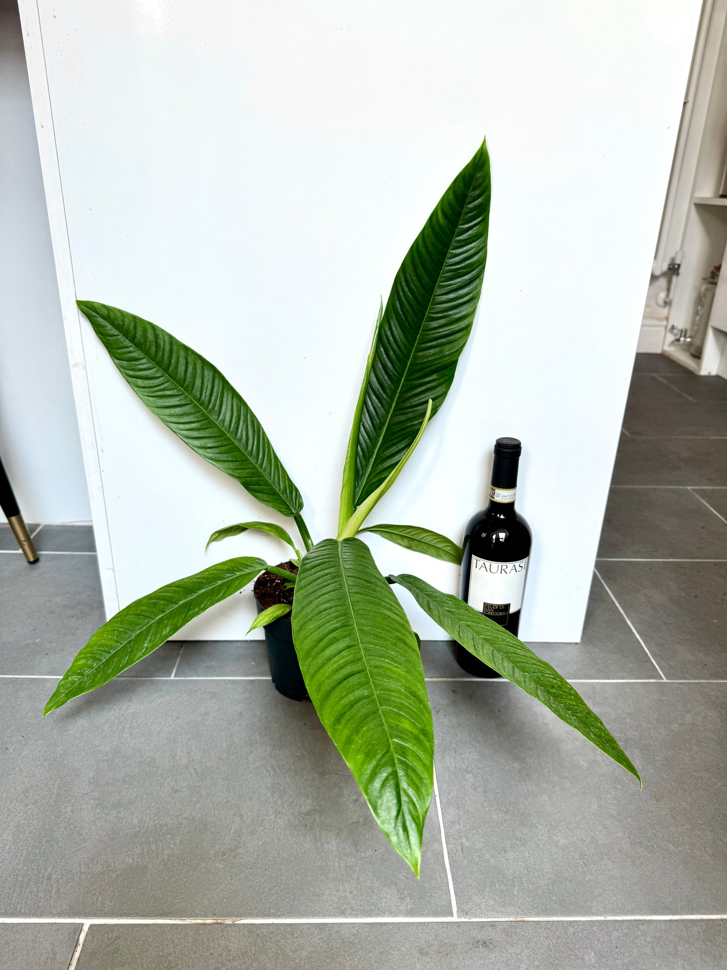 45cm Philodendron Campii
