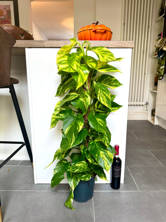 110cm Climbing Epipremnum Devils Ivy