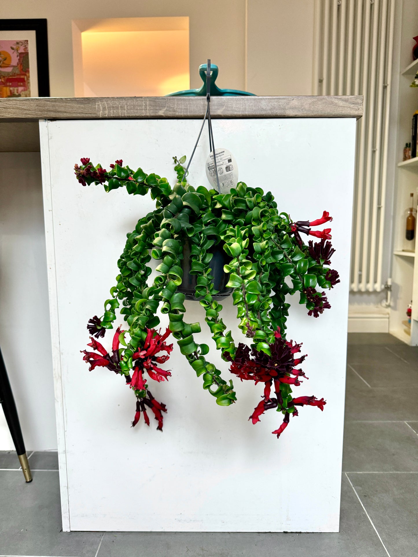 60cm Aeschynanthus Rasta (Lipstick Plant)