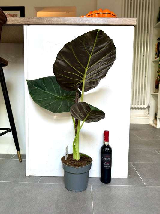80cm Alocasia Regal Shields