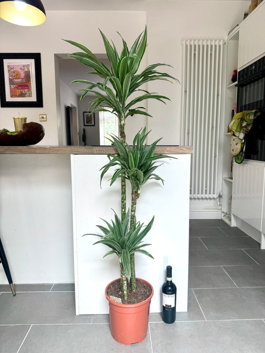 140cm Dracaena Warneckei
