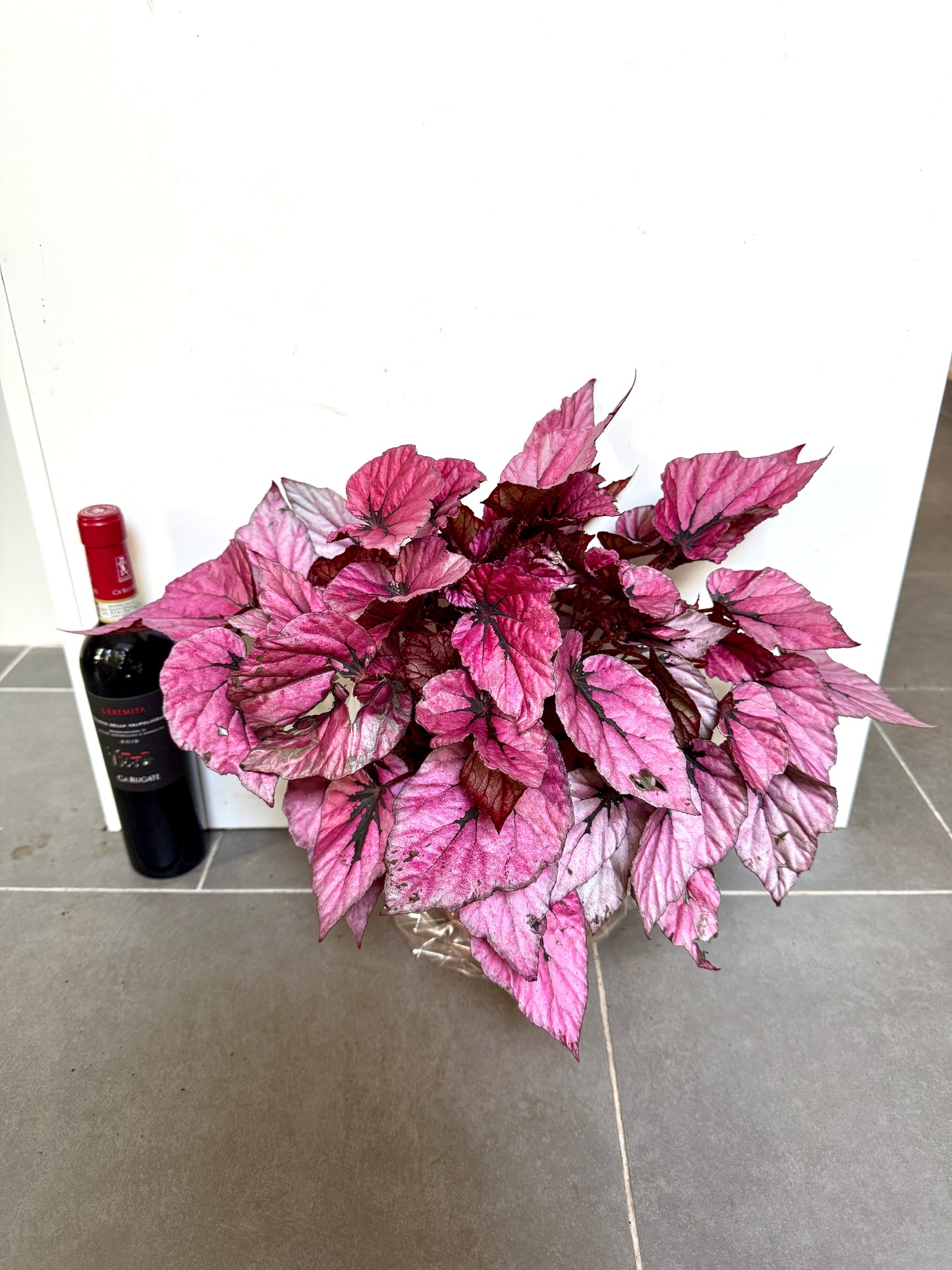 40cm Begonia Pink