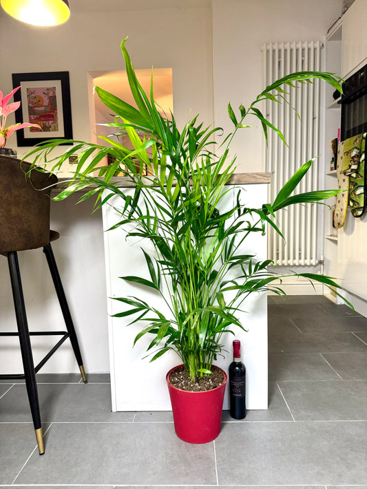 130cm Chamaedorea Cataractarum (Cascade Palm)