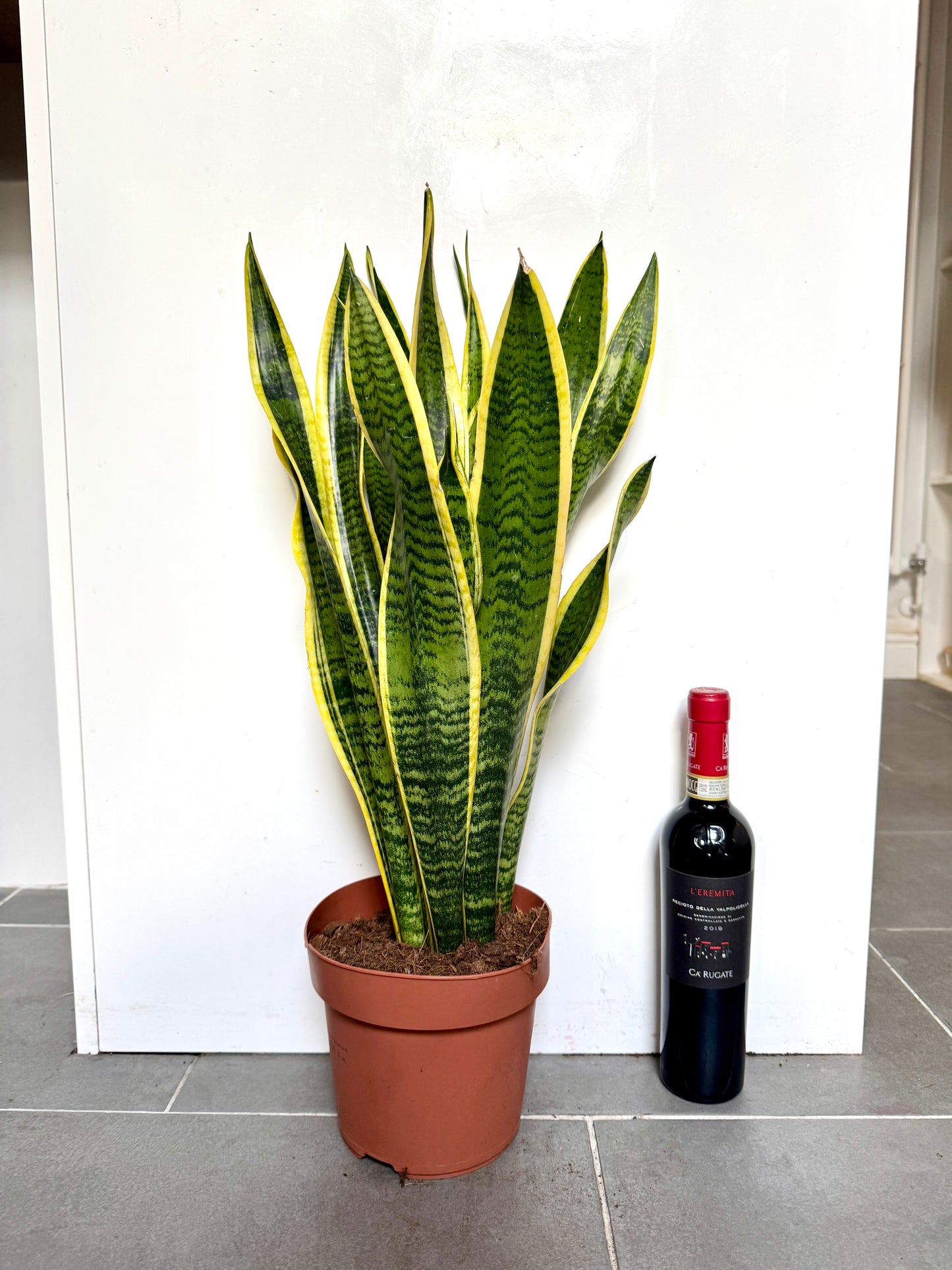60cm Sanseveria Laurentii (Snake / Mother in Law’s Tongue Plant)