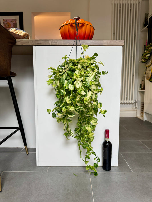 80cm Tradescantia Green