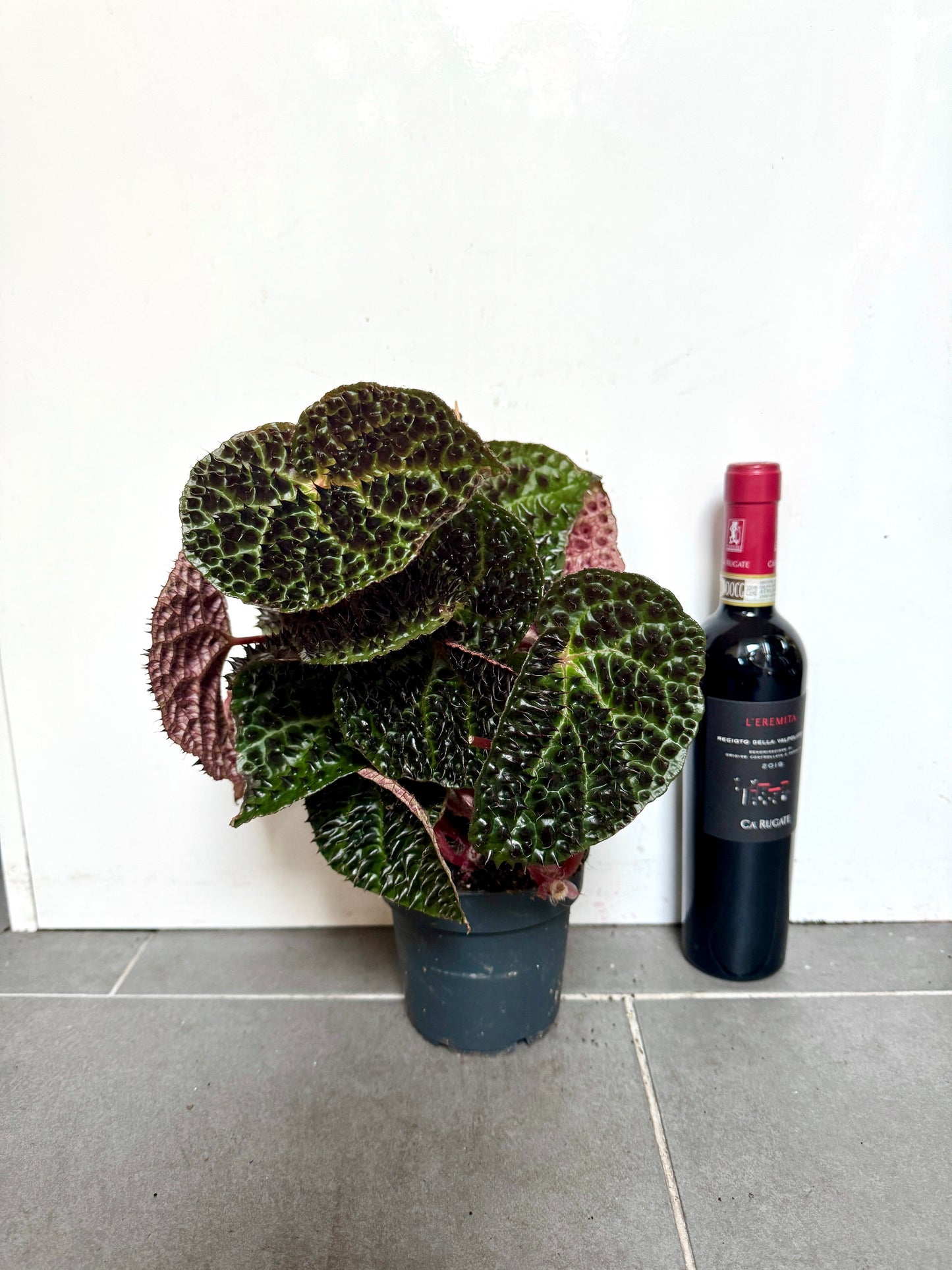 30cm Begonia Ferox