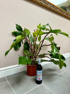 90cm Philodendron Squamiferum
