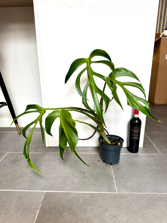 60cm Monstera Burle Marx Flame