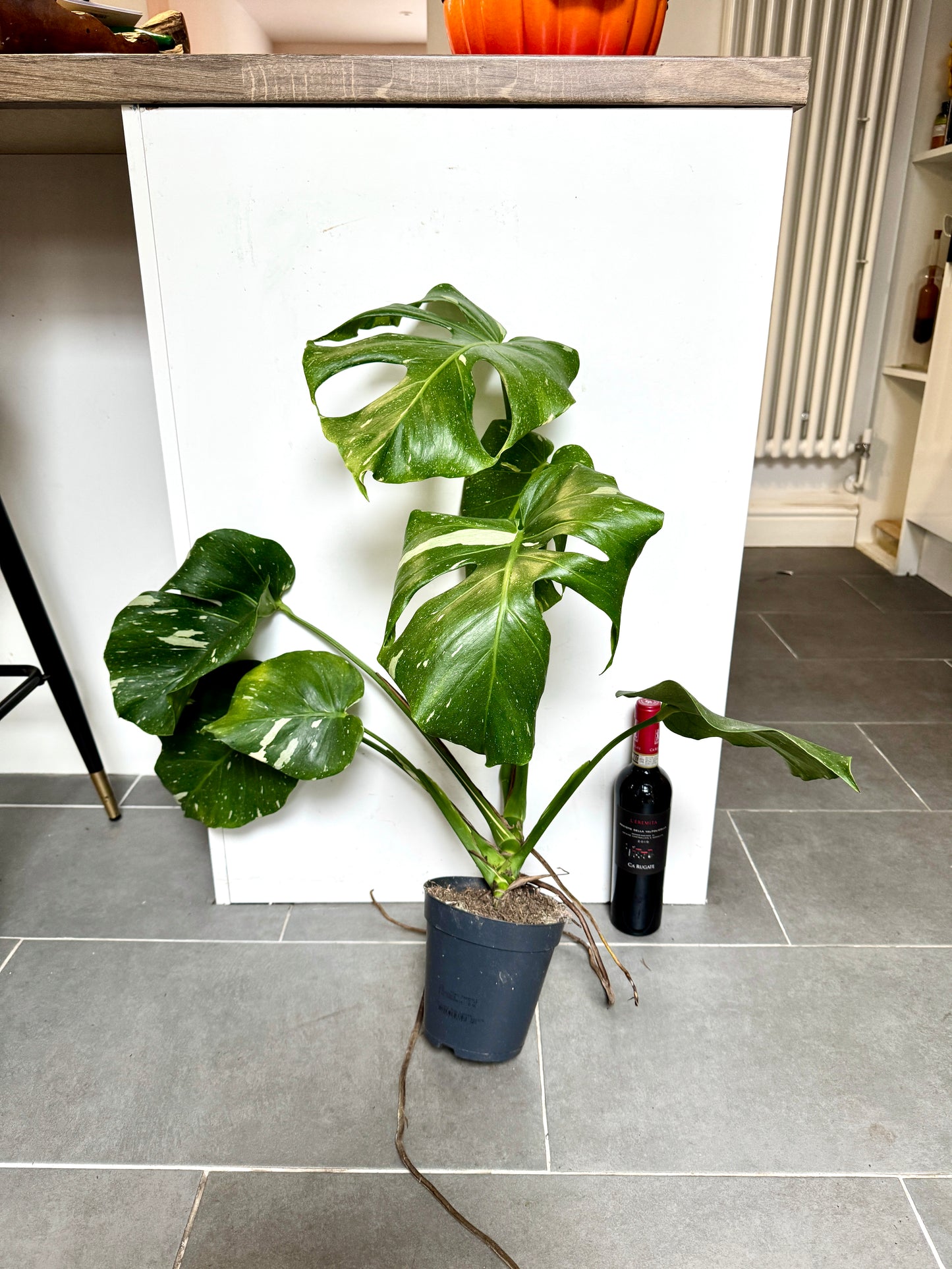 60cm Monstera Deliciosa Thai Constellation