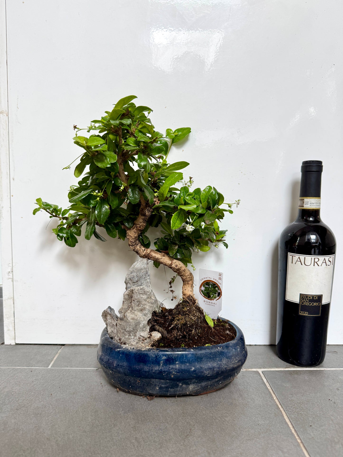 40cm Mixed Bonsai in Ceramic Dish