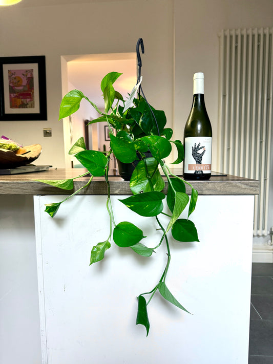 40cm Hanging Devils Ivy