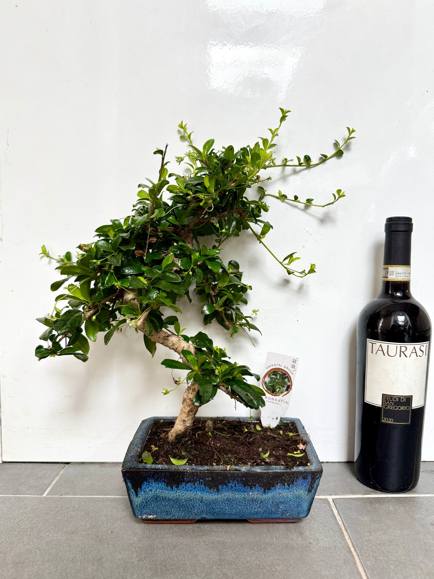 40cm Mixed Bonsai in Ceramic Dish