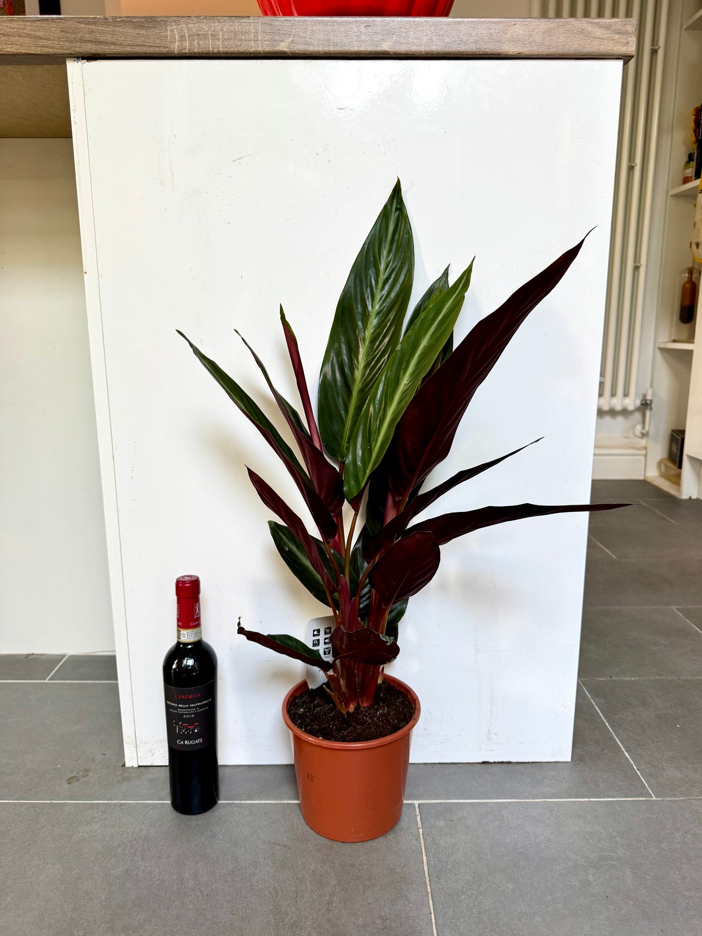70cm Stromanthe Stripestar