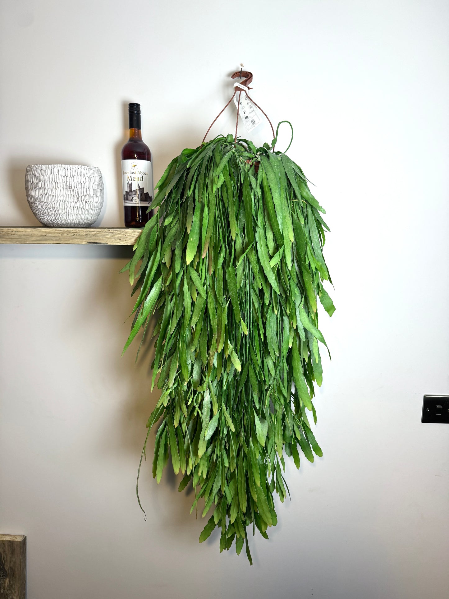 90cm Pseudorhipsalis Ramulosa