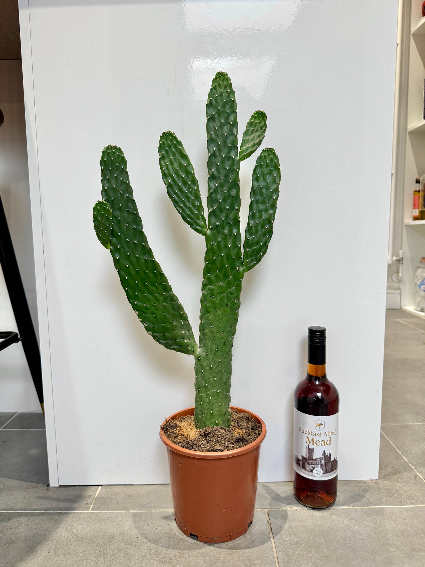 70cm Opuntia Cactus