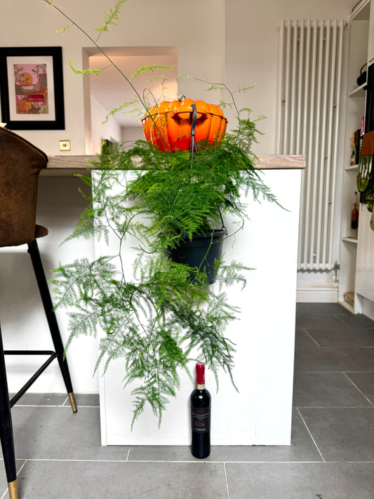 70cm Asparagus Fern (Setaceus)