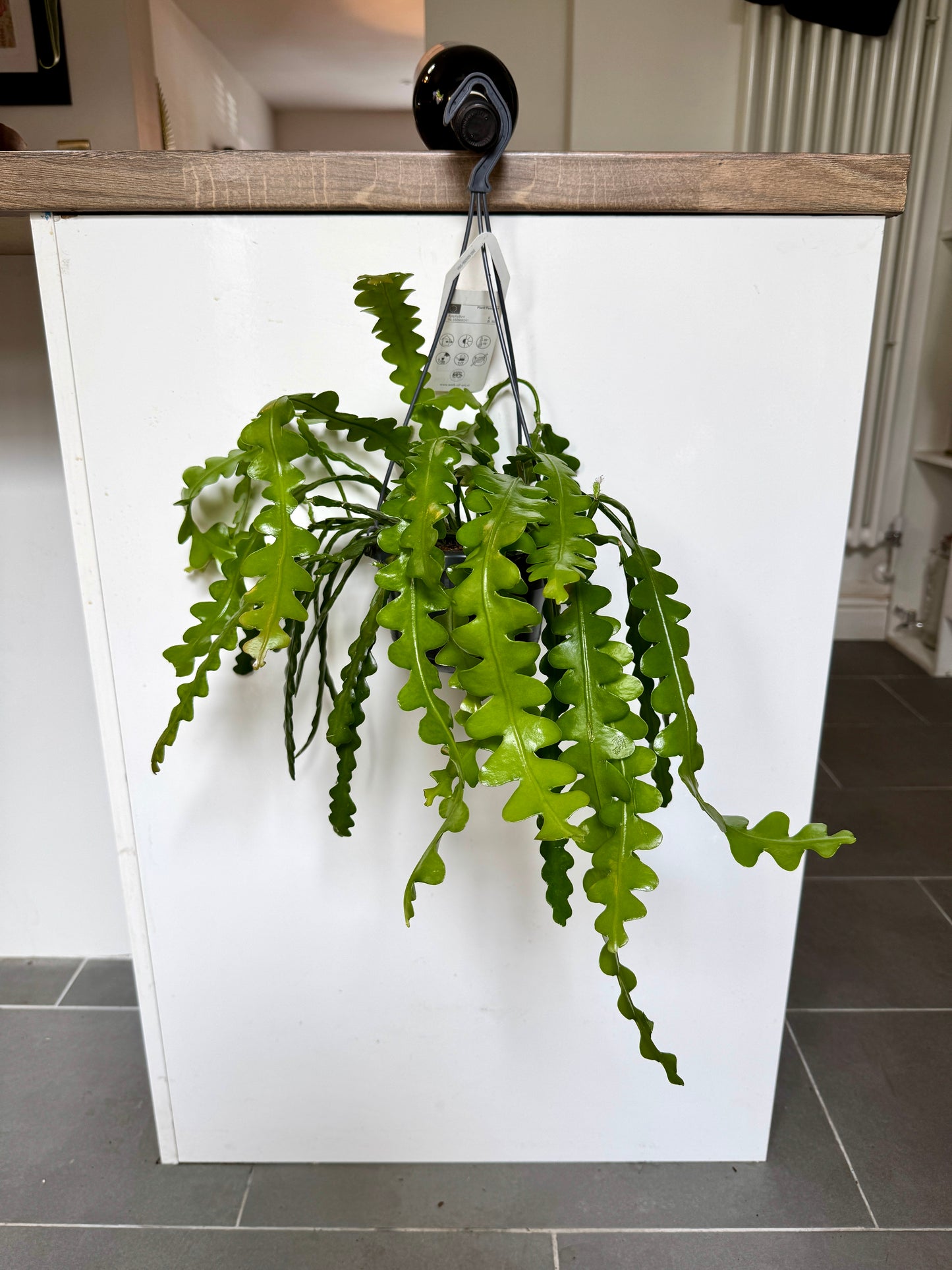 40cm Fish Bone Cactus (Epiphyllum Anguliger)