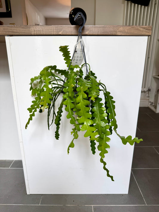 40cm Fish Bone Cactus (Ephiphyllum Anguliger)