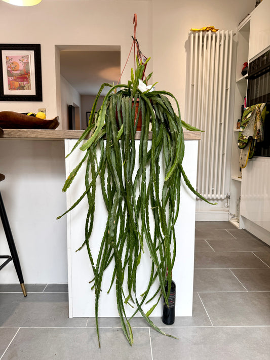 130cm Hanging Lepismium Cruciforme