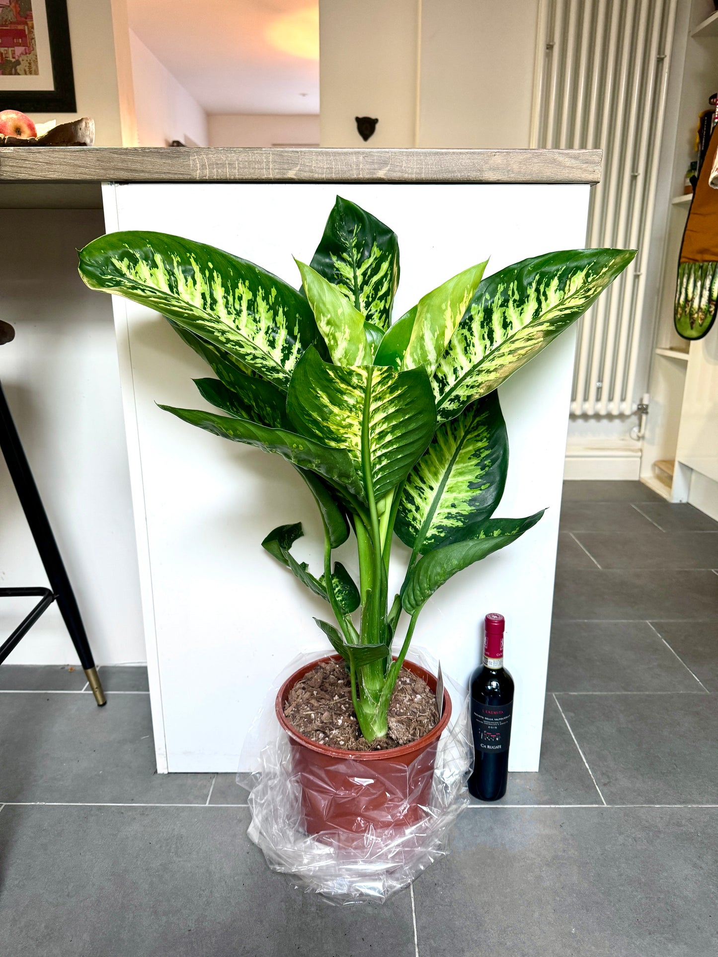 100cm Dieffenbachia Tropic Snow Bush