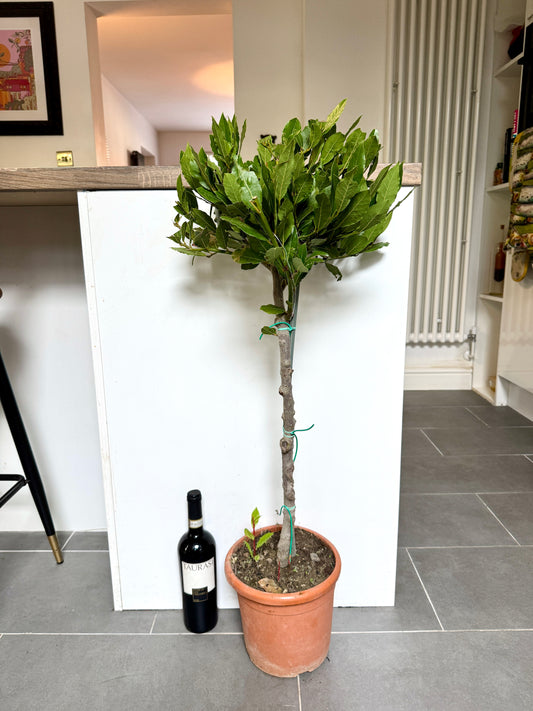 100cm Bay Tree (Laurus Nobilis)