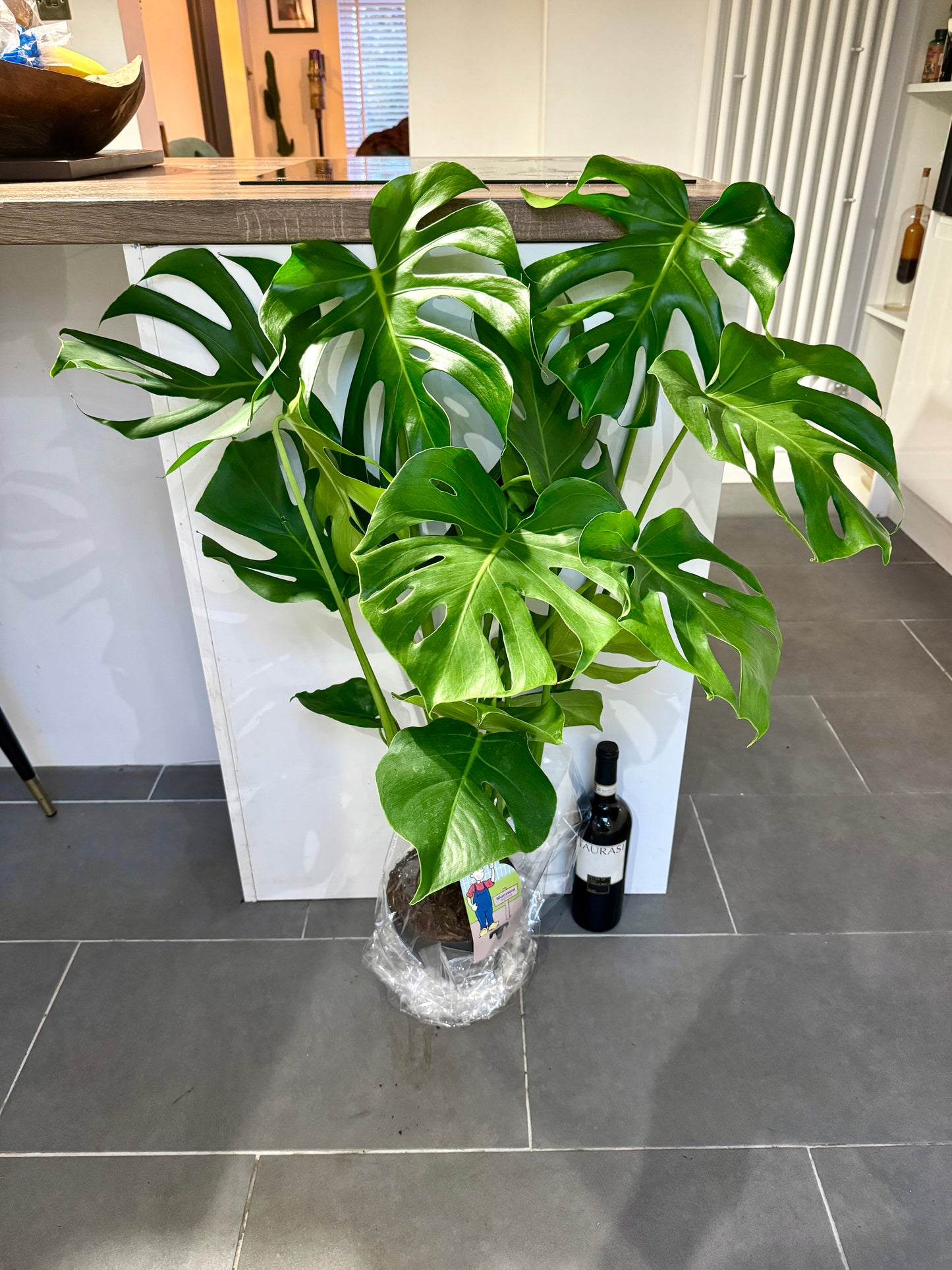 80cm Monstera Deliciosa (Swiss Cheese Plant)
