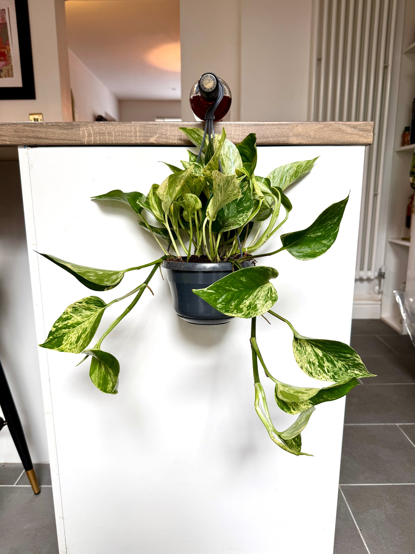 40cm Hanging Devils Ivy Marble Queen