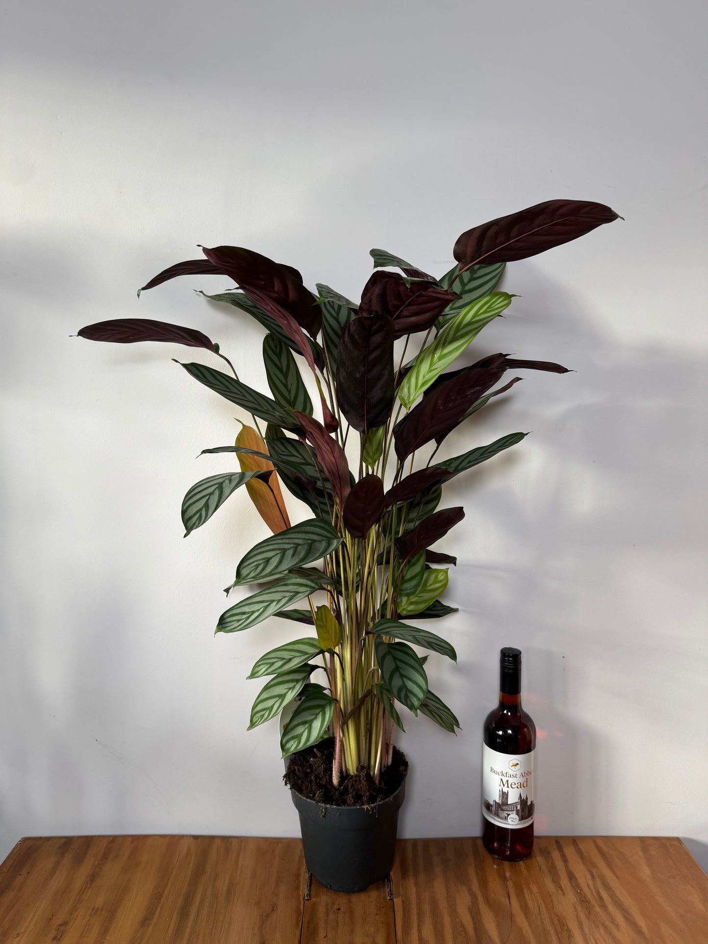 80cm Ctenanthe Green Flag (Prayer Plant)