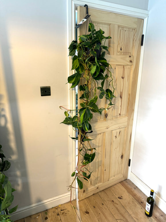 140cm Hanging Philodendron Scandens Brasil