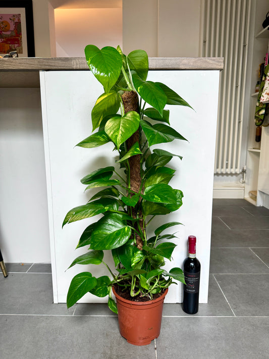 95cm Climbing Devils Ivy