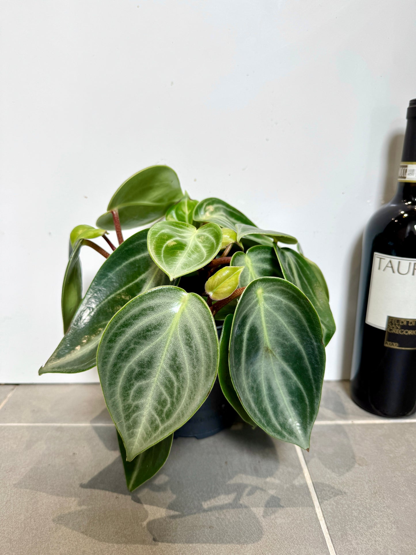 25cm Peperomia Sarcophylla