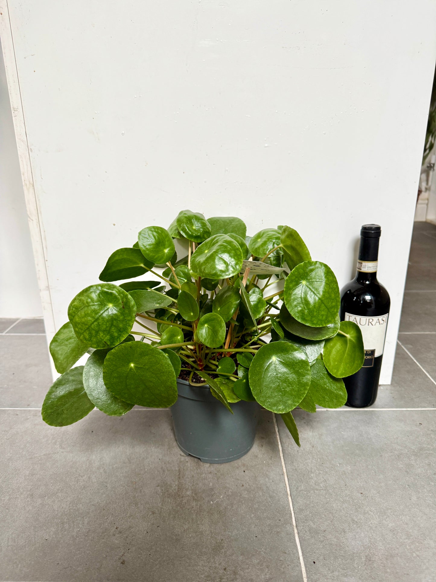 30cm Pilea Peperomiodies (Chinese Money Plant)