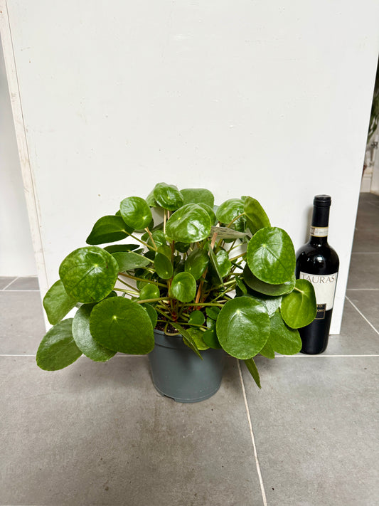 50cm Pilea Peperomiodies (Chinese Money Plant)