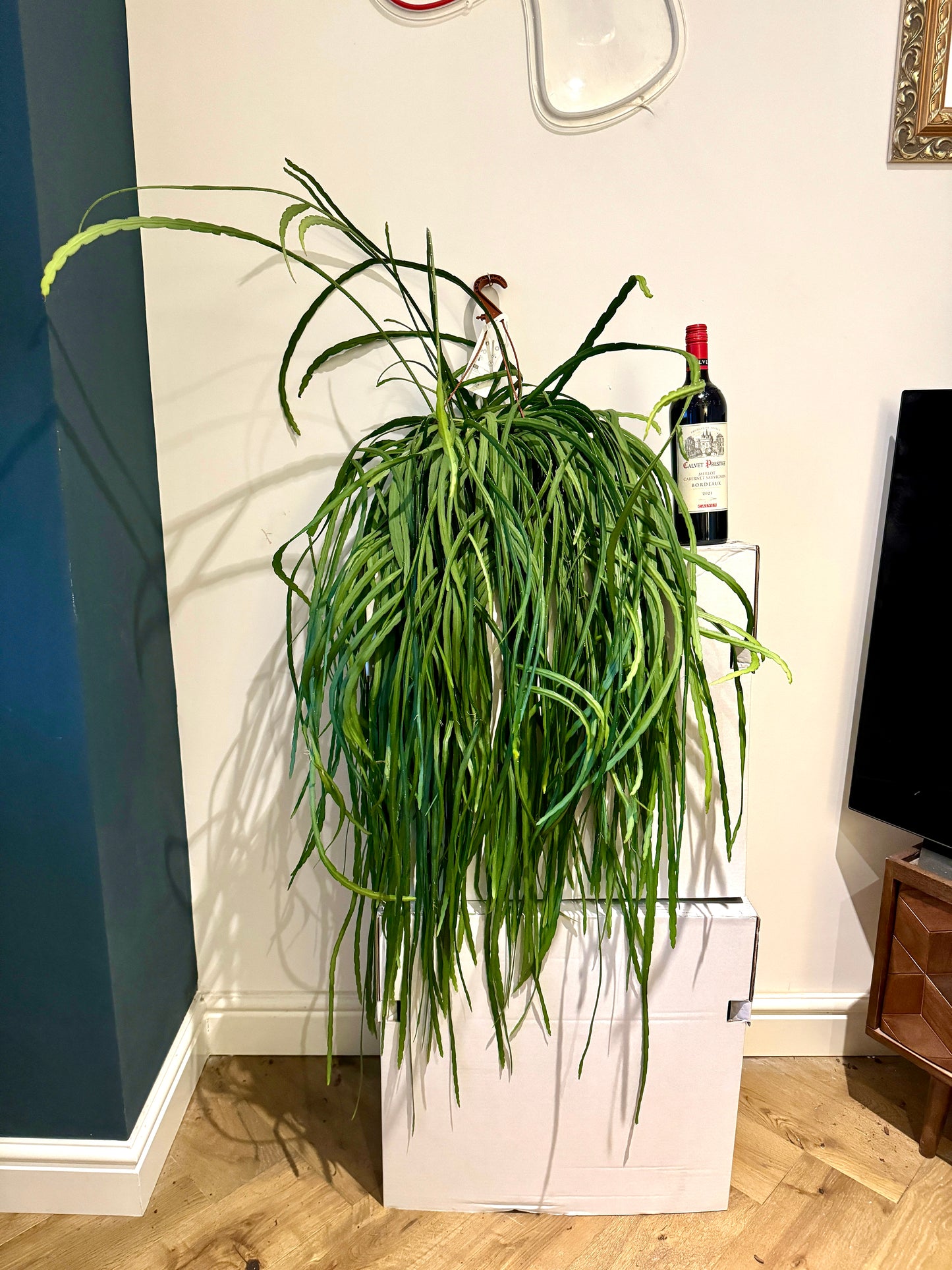 100cm Lepismium Bolivianum