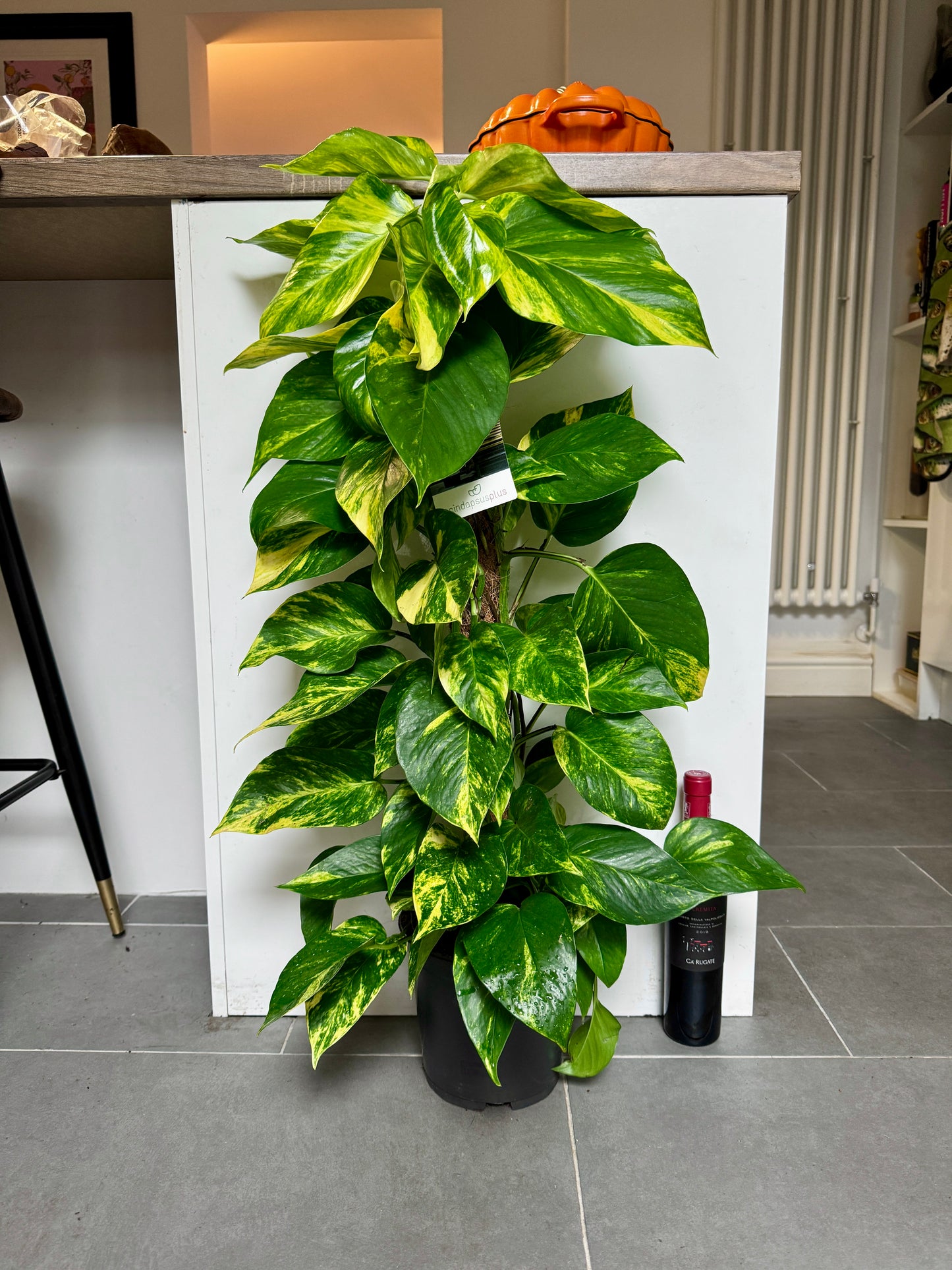 110cm Climbing Epipremnum Devils Ivy